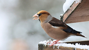 Wallpaper Kernbeisser