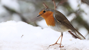 Wallpaper Rotkehlchen