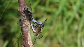 Wallpaper Spitzenfleck Paarungsrad Libelle