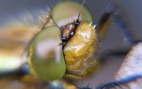 Wallpaper Vierfleck Wahner Heide