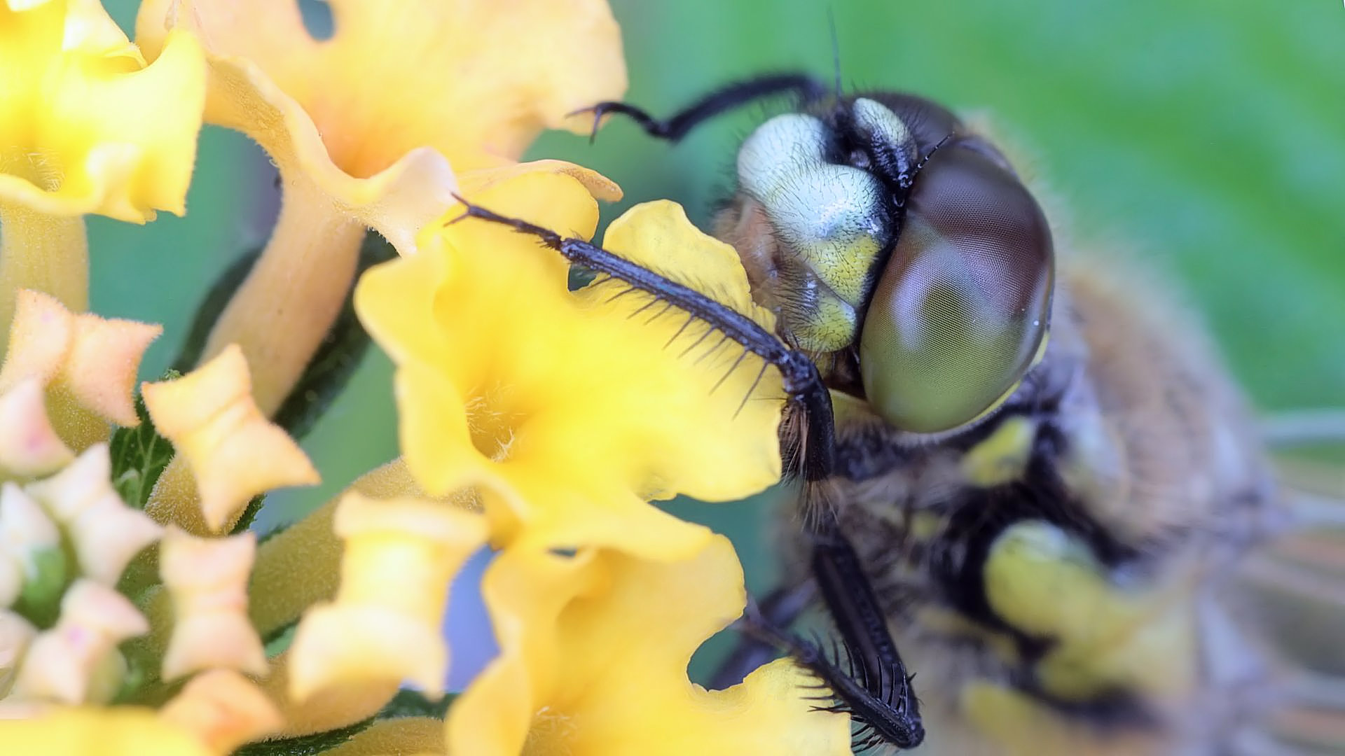 Libellula quadrimaculata