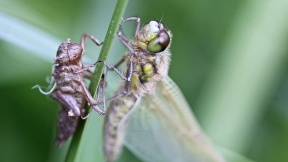 Wallpaper Vierfleck Schlupf