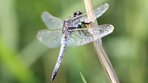 Wallpaper Libelle Gro&szlig;er Blaupfeil