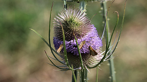 Wallpaper Wilde Karde