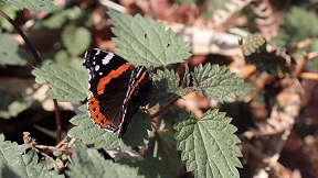 Wallpaper Schmetterling Admiral