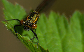 Frühe Adonislibelle (Pyrrhosoma nymphula) in Lohmar, Fischteich, Kodak Z740, 19.4.2009 Wallpaper Frühe Adonislibelle Lohmar