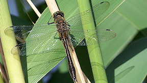 Wallpaper Falkenlibelle Cordulia aenea Libelle