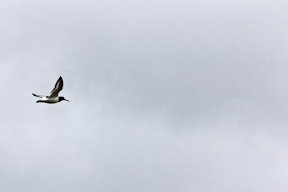 Wallpaper Austernfischer