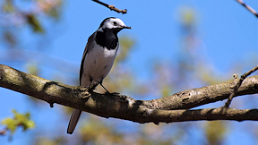 Wallpaper Bachstelze