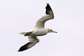 Wallpaper Basstölpel