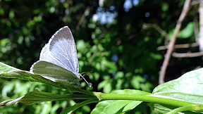 Wallpaper Bl�uling