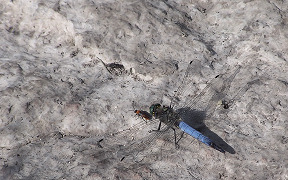 Wallpaper Gro&szlig;er Blaupfeil Krosigk