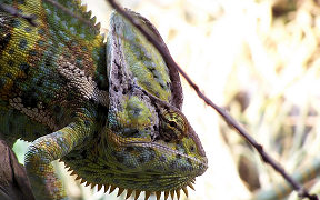 Wallpaper Cham&auml;leon