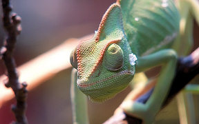 Wallpaper Cham&auml;leon