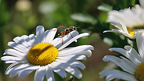 Wallpaper K&auml;fer Echter Widderbock