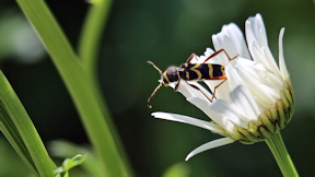 Wallpaper K&auml;fer Echter Widderbock