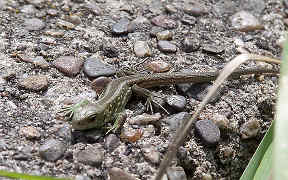 Wallpaper Zauneidechse