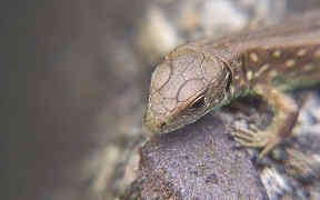 Wallpaper Eidechse Makro