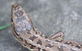 Wallpaper Zauneidechse