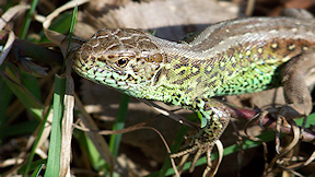 Wallpaper Zauneidechse