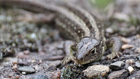 Wallpaper Zauneidechse