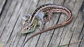 Wallpaper Zauneidechse