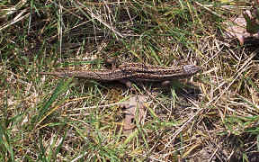 Wallpaper Zauneidechse