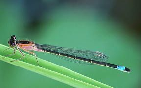 Große Pechlibelle (Ischnura elegans), Troisdorf-Spich, Grüner See, Kodak Z740, 23.5.2008 Wallpaper Große Pechlibelle, Grüner See, Troisdorf