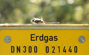 Große Heidelibelle (Sympetrum striolatum) in Lohmar, Burgweiher, Kodak Z740, 28.9.2008 Wallpaper Große Heidelibelle Lohmar