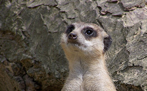 Wallpaper Erdm�nnchen Zoo K�ln 2009