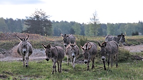 Wallpaper Esel Wahner Heide