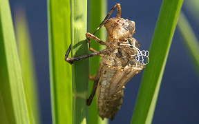 Wallpaper Exuvie Troisdorf