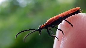 Wallpaper Feuerk&auml;fer