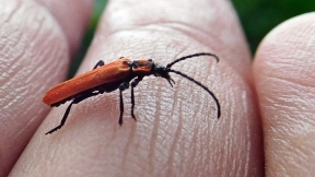 Wallpaper Feuerk&auml;fer