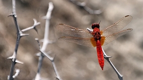 Feuerlibelle (C. erythraea) Wallpaper Feuerlibelle