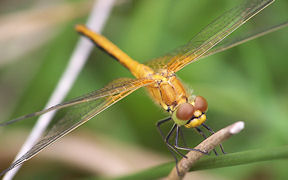 Gefleckte Heidelibelle (Sympetrum flaveolum), Fliegenberg, Wahner Heide, Kodak Z740, 3.7.2009 Wallpaper Gefleckte Heidelibelle in der Wahner Heide