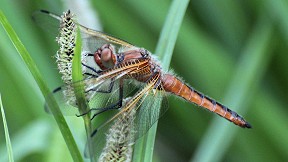 Wallpaper Spitzenfleck Libelle