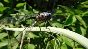 Wallpaper Spitzenfleck Libelle