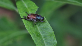 Wallpaper Gartenlaubk&auml;fer