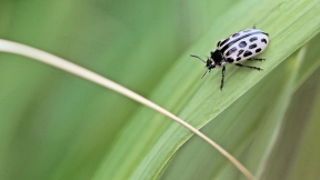 Wallpaper K&auml;fer Gefleckter Weidenblattk�fer