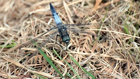 Wallpaper Libelle Gro&szlig;er Blaupfeil Lohmar