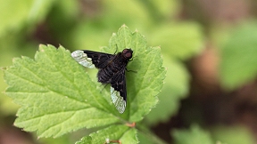 Wallpaper Hemipenthes morio Wollschweber