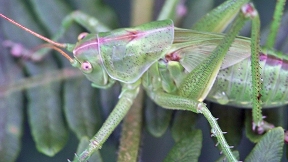 Wallpaper Heuschrecke