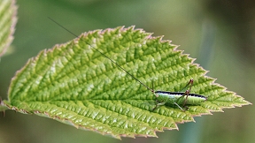 Wallpaper Heuschrecke