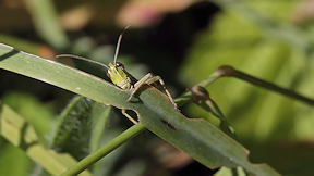 Wallpaper Heuschrecke