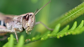 Wallpaper Gemeiner Grash�pfer