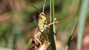 Wallpaper Heuschrecke