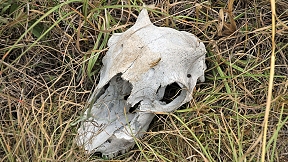 Wallpaper Heuschrecke Schafskopf