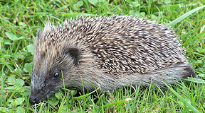 Wallpaper Igel