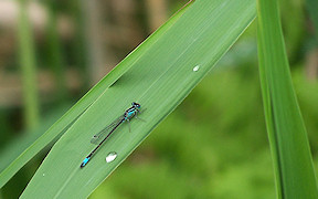 Wallpaper Große Pechlibelle (Ischnura elegans), bei Lohmar